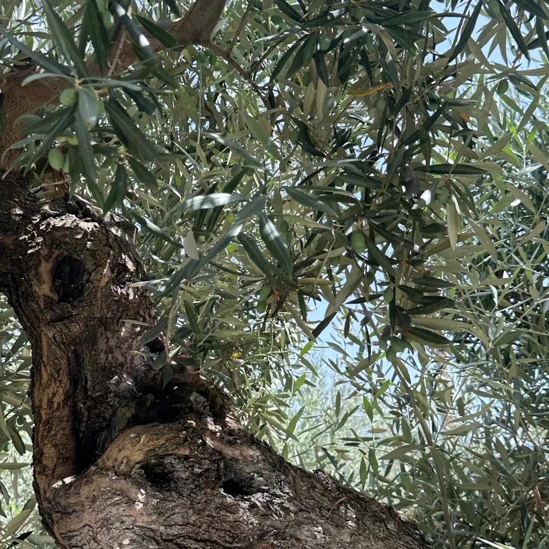 Ulivo secolare della tenuta di famiglia, Calabria