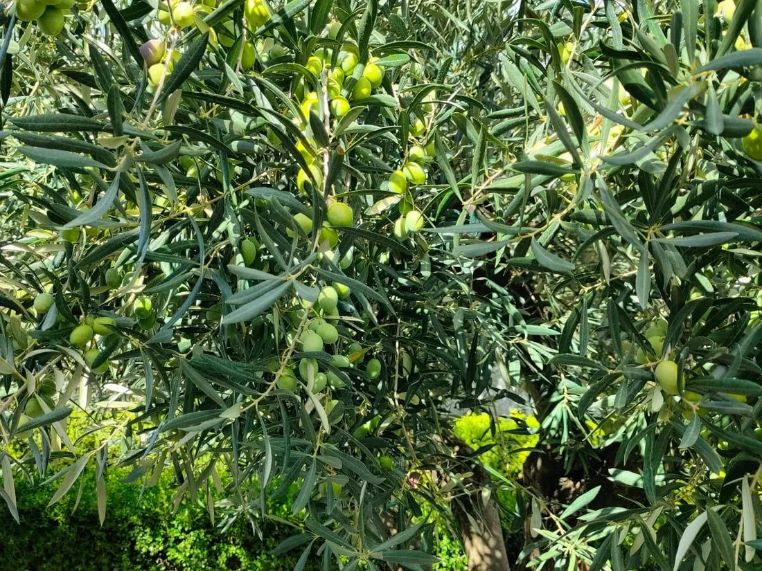 Ramo di ulivo con olive, tenuta di famiglia